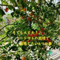 ミニトマトを冬に育てたい！！そんなチャレンジャーはいませんか？